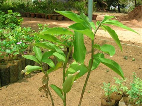 insulin plant in tagalog|Insulin Plant sa Diabetes .